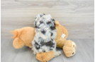 Fluffy Mini Aussiedoodle Poodle Mix Pup
