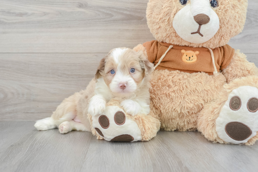 Hypoallergenic Mini Aussiedoodle Prue 5lb 12oz Doodle Puppy