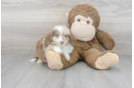 Meet Prue - our Mini Aussiedoodle Puppy Photo 2/3 - Premier Pups