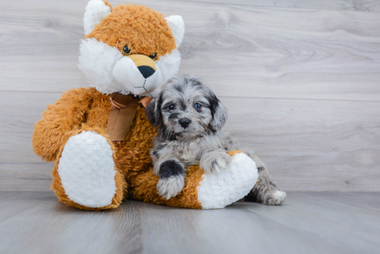 Mini Aussiedoodle Pup Being Cute