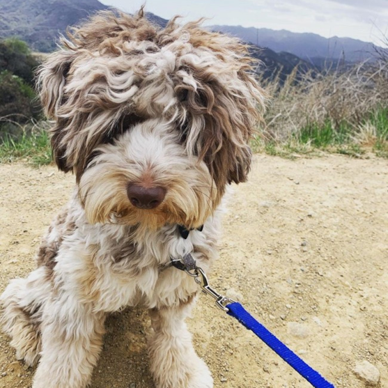 Adult Mini Aussiedoodle on a hike