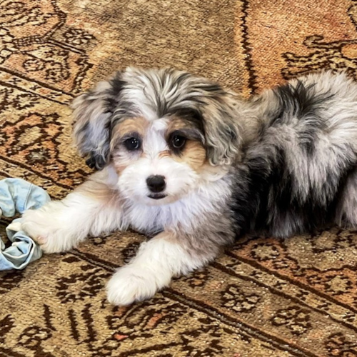 Merle Mini Aussiedoodle laying on the carpet