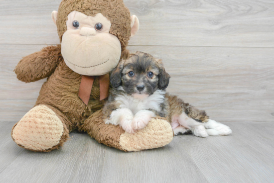 Cute Mini Aussiedoodle Baby