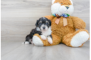Meet Ralphie - our Mini Aussiedoodle Puppy Photo 1/3 - Premier Pups