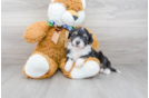 Meet Ralphie - our Mini Aussiedoodle Puppy Photo 2/3 - Premier Pups