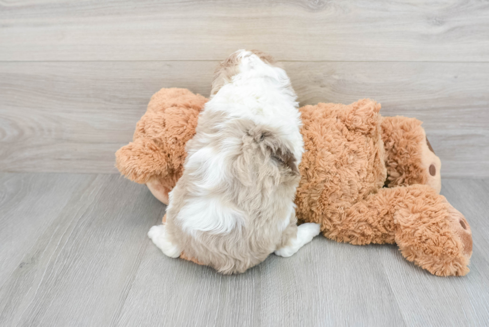 Best Mini Aussiedoodle Baby