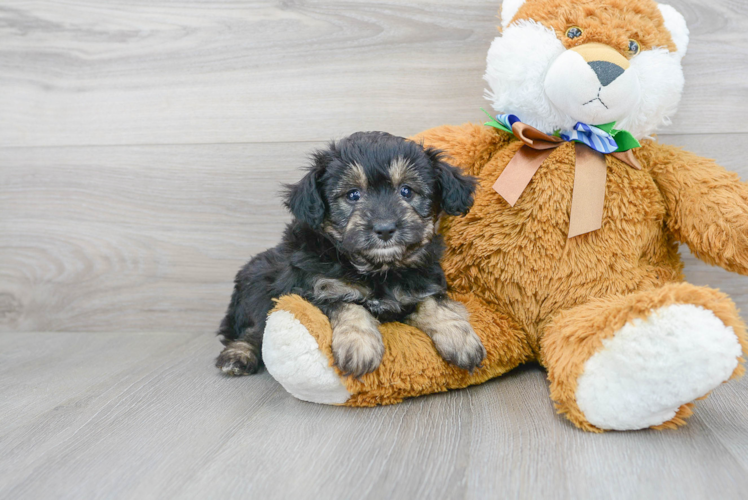 Meet Ritz - our Mini Aussiedoodle Puppy Photo 1/3 - Premier Pups