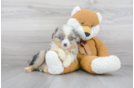 Meet Rocky - our Mini Aussie Puppy Photo 1/3 - Premier Pups