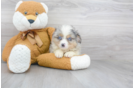 Meet Rocky - our Mini Aussie Puppy Photo 2/3 - Premier Pups