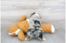 Meet Rocky - our Mini Aussie Puppy Photo 3/3 - Premier Pups