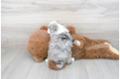 Meet Rocky - our Mini Aussiedoodle Puppy Photo 3/3 - Premier Pups