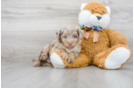 Meet Rocky - our Mini Aussiedoodle Puppy Photo 2/3 - Premier Pups