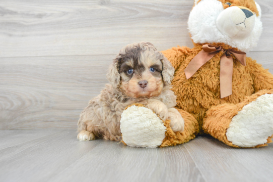 Mini Aussiedoodle Puppy for Adoption