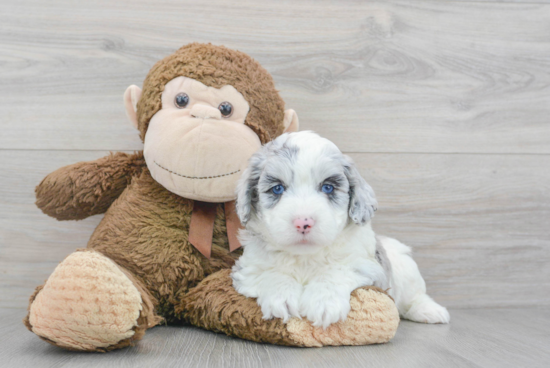 Best Mini Aussiedoodle Baby