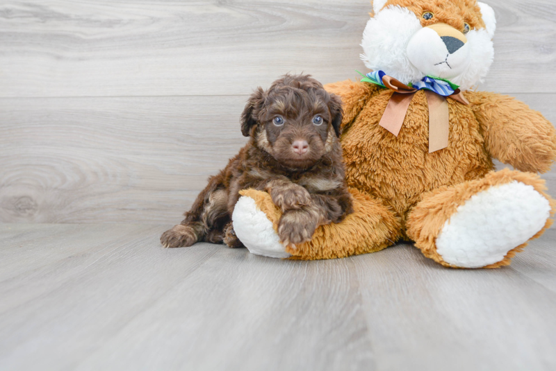 Meet Roush - our Mini Aussiedoodle Puppy Photo 2/3 - Premier Pups
