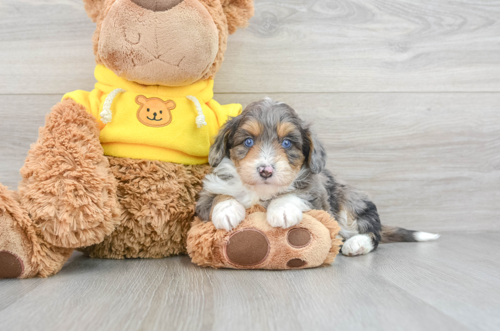 5 week old Mini Aussiedoodle Puppy For Sale - Premier Pups