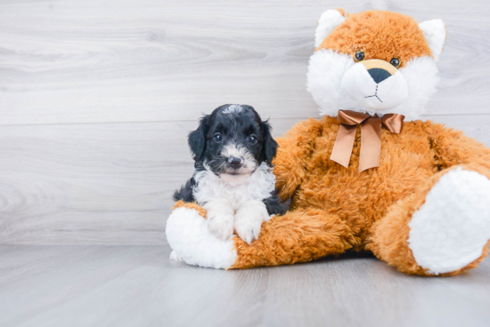 Fluffy Mini Aussiedoodle Poodle Mix Pup