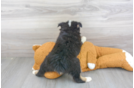 Meet Rue - our Mini Aussie Puppy Photo 3/3 - Premier Pups