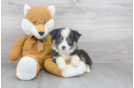 Meet Rue - our Mini Aussie Puppy Photo 1/3 - Premier Pups