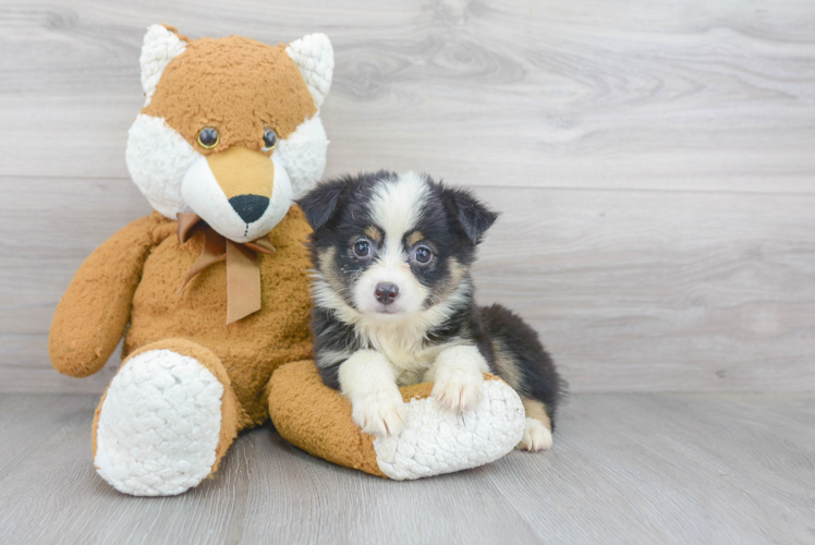 Meet Rue - our Mini Aussie Puppy Photo 1/3 - Premier Pups