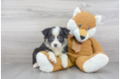 Meet Rue - our Mini Aussie Puppy Photo 2/3 - Premier Pups