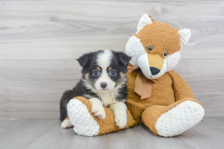 Meet Rue - our Mini Aussie Puppy Photo 2/3 - Premier Pups