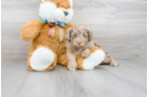 Meet Rue - our Mini Aussiedoodle Puppy Photo 1/3 - Premier Pups