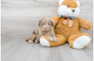 Meet Rue - our Mini Aussiedoodle Puppy Photo 2/3 - Premier Pups