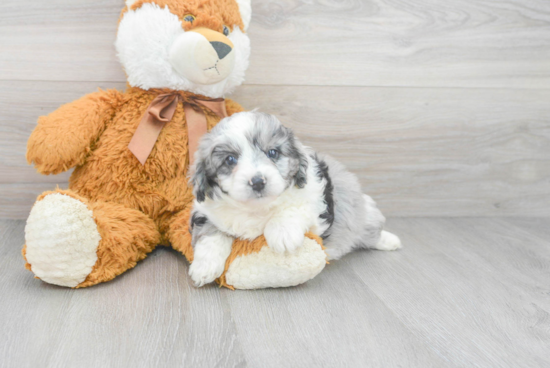 Best Mini Aussiedoodle Baby