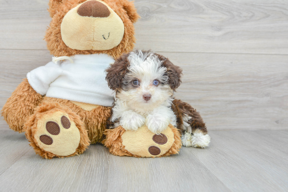 Small Mini Aussiedoodle Rye 2lb 1oz Doodle Puppy
