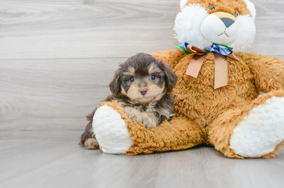 7 week old Mini Aussiedoodle Puppy For Sale - Premier Pups