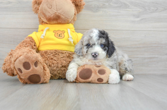 Best Mini Aussiedoodle Baby