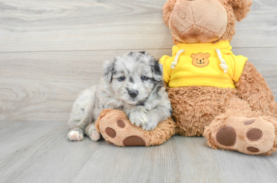 Funny Mini Aussiedoodle Poodle Mix Pup