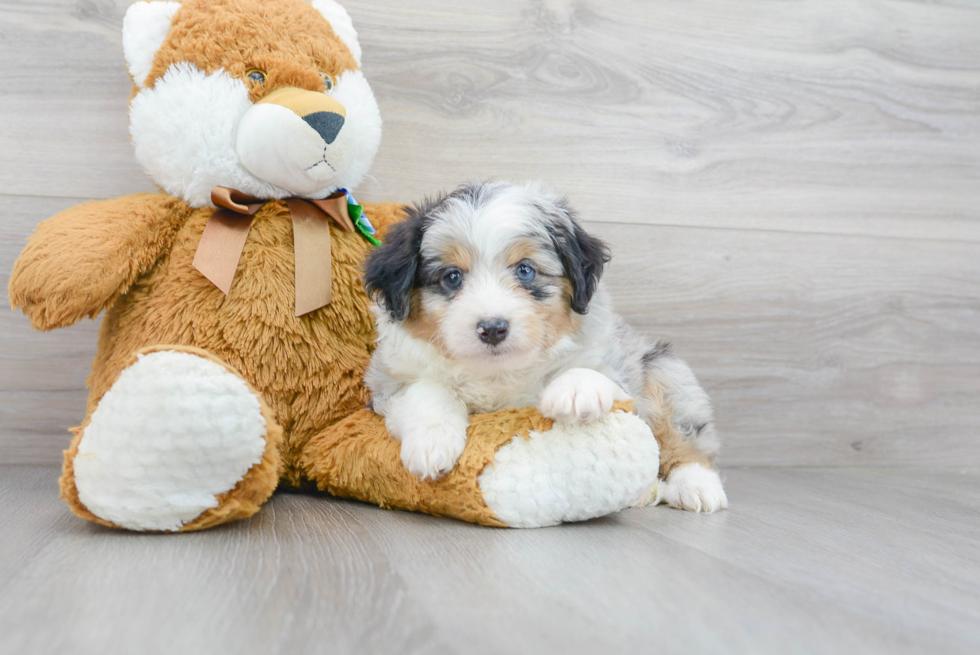 Meet Scotty - our Mini Aussiedoodle Puppy Photo 2/3 - Premier Pups