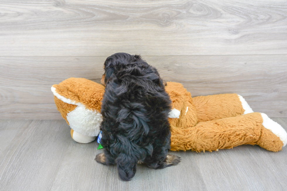 Meet Selena - our Mini Aussiedoodle Puppy Photo 3/3 - Premier Pups