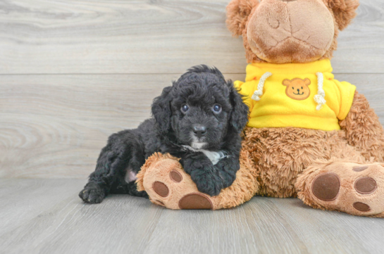 Playful Aussiepoo Poodle Mix Puppy