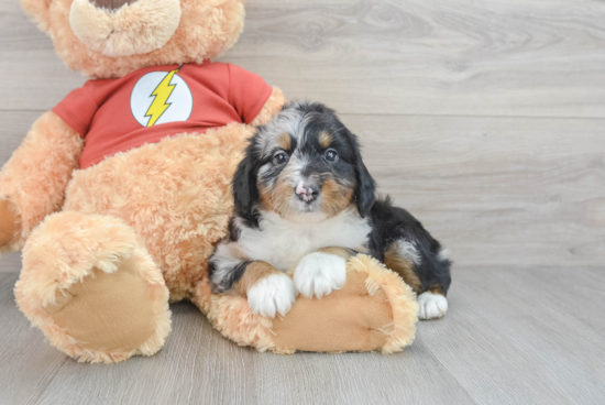 Mini Aussiedoodle Pup Being Cute