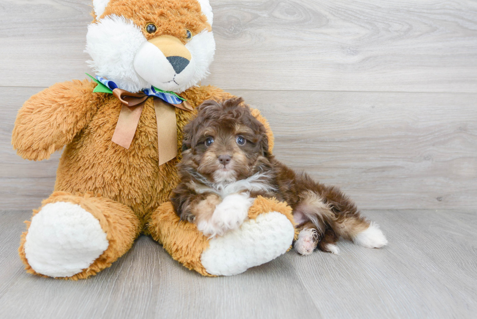 Meet Tiki - our Mini Aussiedoodle Puppy Photo 2/3 - Premier Pups