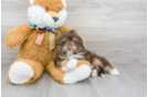 Meet Tiki - our Mini Aussiedoodle Puppy Photo 2/3 - Premier Pups