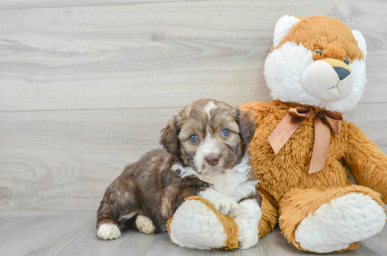 Popular Mini Aussiedoodle Poodle Mix Pup
