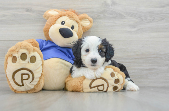 Playful Aussiepoo Poodle Mix Puppy