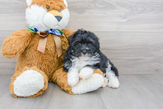 Sweet Mini Aussiedoodle Baby