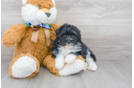 Meet Trev - our Mini Aussiedoodle Puppy Photo 1/2 - Premier Pups