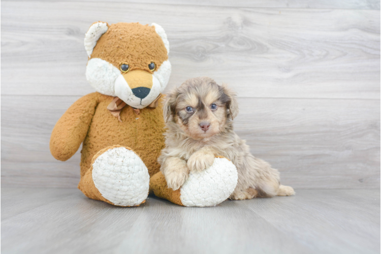 Mini Aussiedoodle Puppy