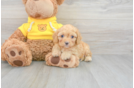 Mini Aussiedoodle Pup Being Cute