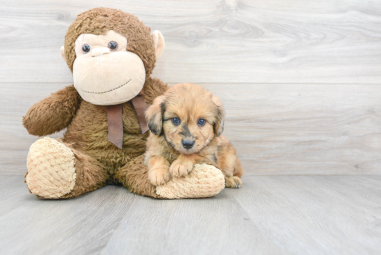 Mini Aussiedoodle Puppy for Adoption