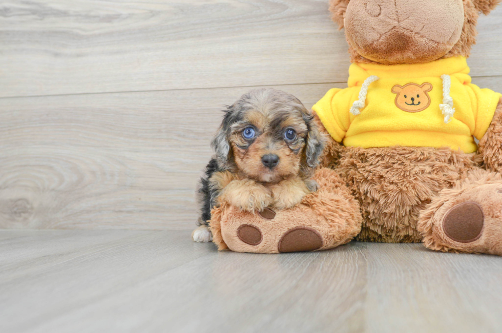 8 week old Mini Aussiedoodle Puppy For Sale - Premier Pups