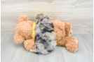 Best Mini Aussiedoodle Baby