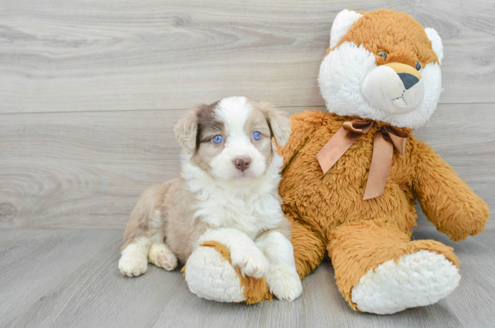 5 week old Mini Aussiedoodle Puppy For Sale - Premier Pups
