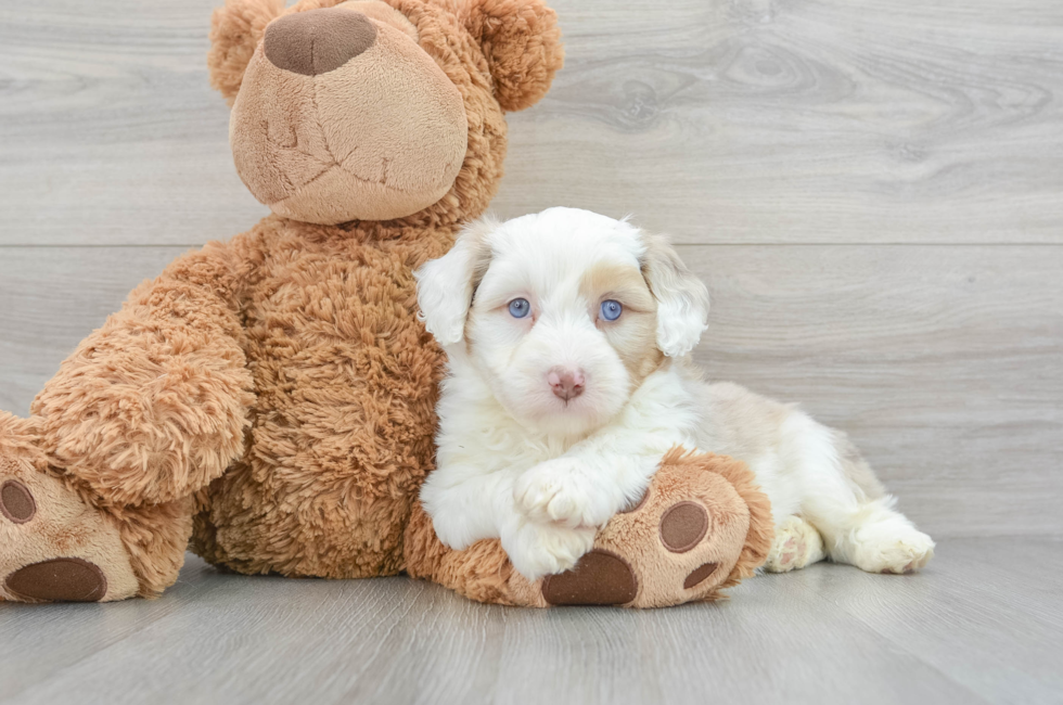 6 week old Mini Aussiedoodle Puppy For Sale - Premier Pups